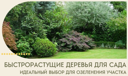Быстрорастущие деревья для сада идеальный выбор в Котельниках