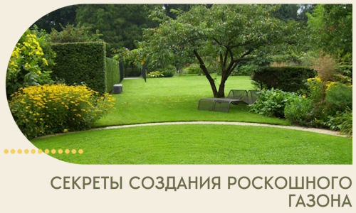 Секреты создания роскошного газона в Котельниках